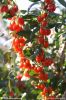 2016 New Crop Goji Berry From Ningxia