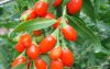 2016 New Crop Goji Berry From Ningxia