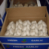 2016 new fresh white garlic at cheap price