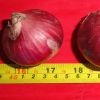 2016 new fresh  red onion at cheap price