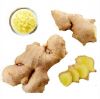 2016 new air dried  ginger at cheap price