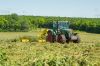 DEHYDRATED ALFALFA HAY VERY GREEN COLOR