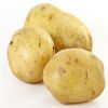 High Quality Tot Sell Potato