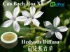 hedyotis diffusa extract powder