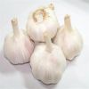 Hot sell Red garlic