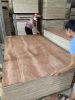 Bintangor face Commercial plywood for making sofa