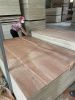 Bintangor face Commercial plywood for making sofa