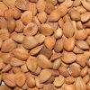 sweet apricot kernel