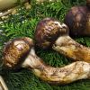 Matsutake Mushroom