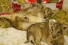 Cheetah Cubs for sale|Tiger cubs for sale| White Lion cubs for sale