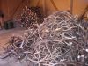 deer antlers