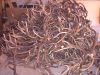 deer antlers