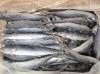 Frozen Spanish Mackerel IQF / Atlantic Mackerel Fishes