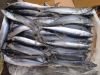 Frozen Spanish Mackerel IQF / Atlantic Mackerel Fishes