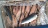 Fresh Pacific Mackerel...