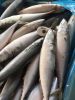 Sea Frozen Fishes - Pacific Mackerel / Pacific Jack Mackerel / Trachurus symmetricus / Californian Jack Mackerel / Jack Mackerel