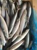 Sea Frozen Fishes - Pacific Mackerel / Pacific Jack Mackerel / Trachurus symmetricus / Californian Jack Mackerel / Jack Mackerel