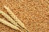 Wheat grade 3
