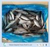 Frozen Land Mackerel,Frozen Horse Mackerel