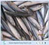 Supply Frozen Pacific Mackerel Fish With Low Price 