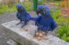 African Greys , Blue Hyacinth Maccaws and Fertile Parrot Eggs now in Stuck For Sale  whatsapp+237670010232