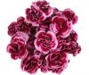 Select Mini Carnation 