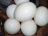 ostrich eggs for sale 