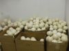 ostrich eggs for sale 