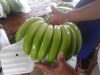 Fresh Green Cavendish Banana | Fresh fruit