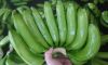 Fresh Green Cavendish Banana | Fresh fruit