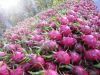 Fresh Dragon Fruits (W...