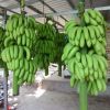 Fresh Green Cavendish Banana | Fresh fruit