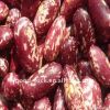 purple speckled kidney beans