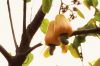 Raw Cashew Nuts