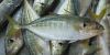 YELLOW TAIL ROUND SCAD...