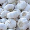 white garlic