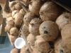 Coconut Shells for Sal...