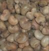 Raw Cashew Nuts From N...