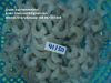 Frozen White vannamei shrimp/pud/pd/hoso/hlso