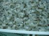 Frozen White vannamei shrimp/pud/pd/hoso/hlso
