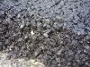 Polymer Modified Bitum...