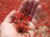 Organic goji berry fro...