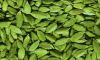  High Quality Fresh Green Cardamom 2016 crop year 