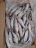 All size sardine for canning and bait sardinella loniceps light purse seine