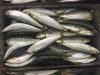 All size sardine for canning and bait sardinella loniceps light purse seine