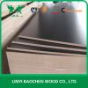 cheap price finger joint film faced plywood