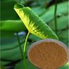 Professional manufacturer supply pure Lotus leaf Extract Nuciferine and lotus flavone