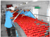 TOMATO PASTE PLANT/MACHINERY