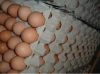 Fresh Chicken Table Eg...