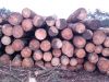 Export Wood logs, pine...